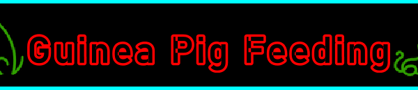 My-Pet-Extra Guinea Pig Feeding Page Title Image Banner - Visitor Navigation Information Support Black Green Red Blue