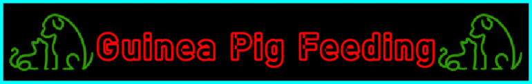 My-Pet-Extra Guinea Pig Feeding Page Title Image Banner - Visitor Navigation Information Support Black Green Red Blue